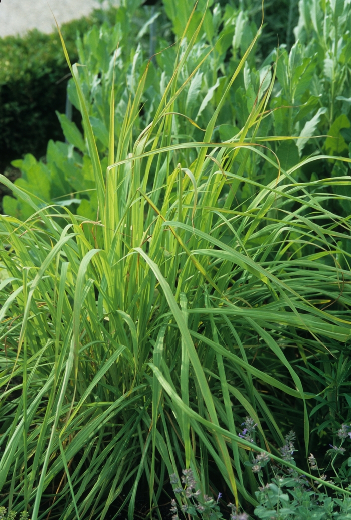 Lemon Grass - Cymbopogon citratus from Sunshine Grower Nursery