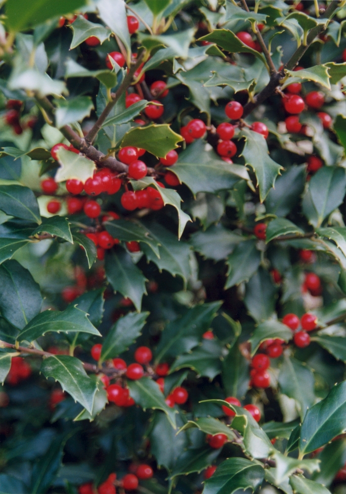 Ilex Holly - Ilex from Sunshine Grower Nursery