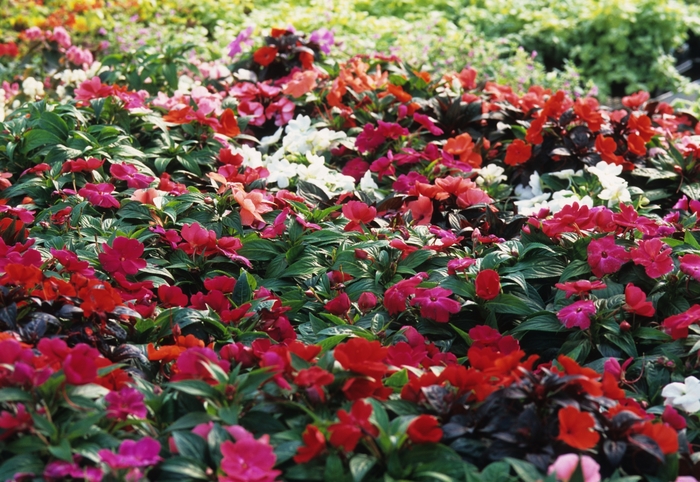 New Guinea Impatiens, Mixed Colors - Impatiens hawkeri from Sunshine Grower Nursery