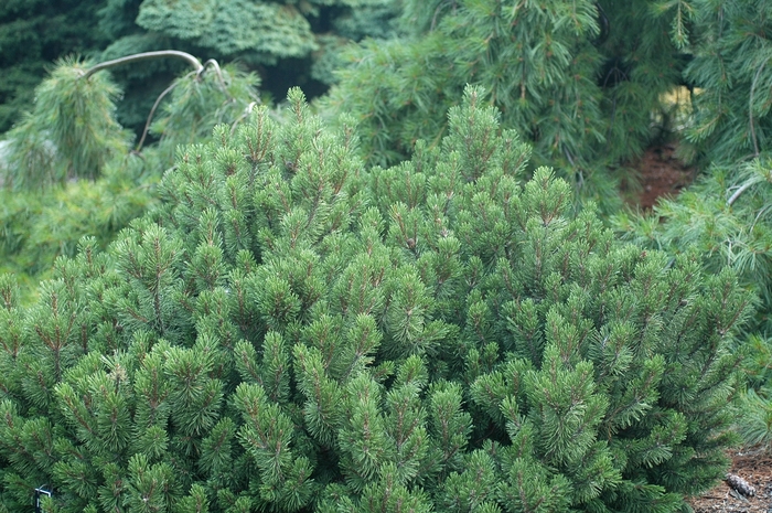 'Slowmound' Mugo Pine - Pinus mugo from Sunshine Grower Nursery