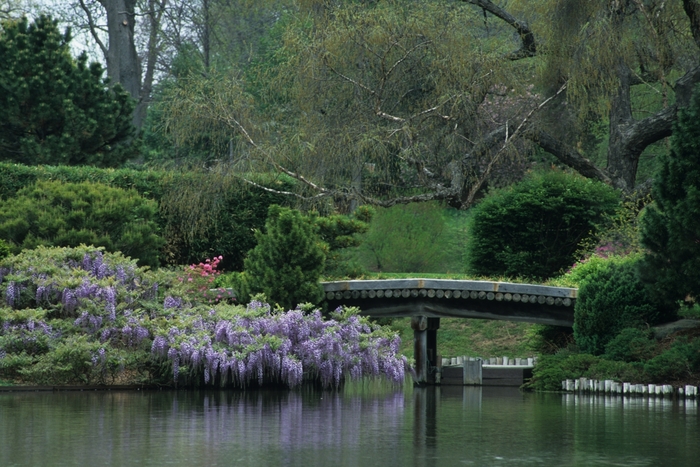 Japanese Wisteria - Wisteria floribunda from Sunshine Grower Nursery