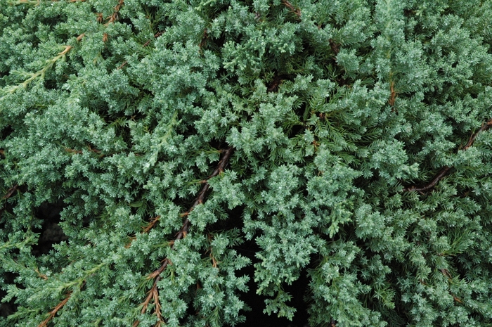 'Nana' Japanese Garden Juniper - Juniperus procumbens from Sunshine Grower Nursery