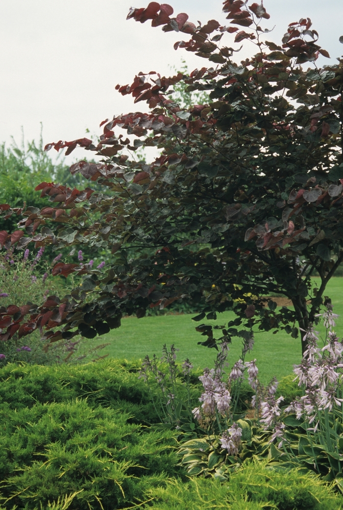 'Forest Pansy' Redbud - Cercis canadensis from Sunshine Grower Nursery
