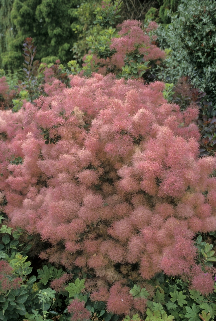 Smoke Bush, Venitian Sumac - Cotinus coggygria from Sunshine Grower Nursery