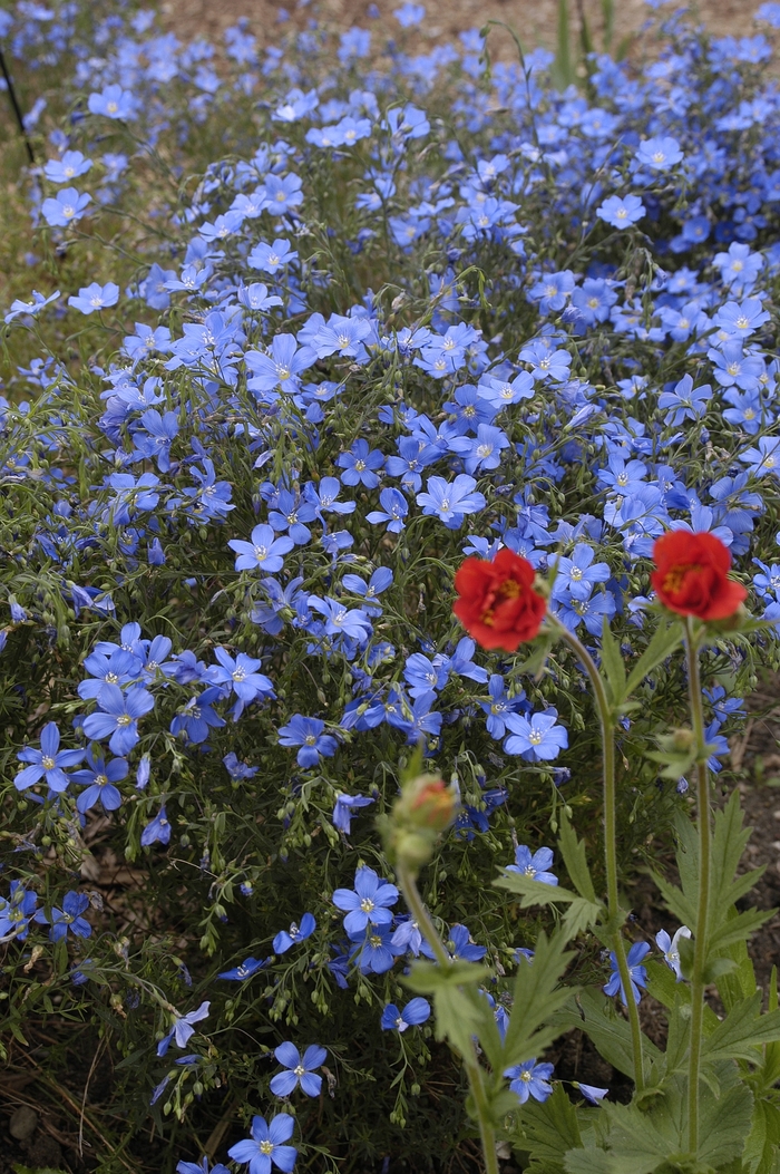 Perennial Flax - Linum perenne from Sunshine Grower Nursery