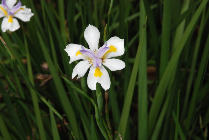 Butterfly Flag - Dietes bicolor from Sunshine Grower Nursery