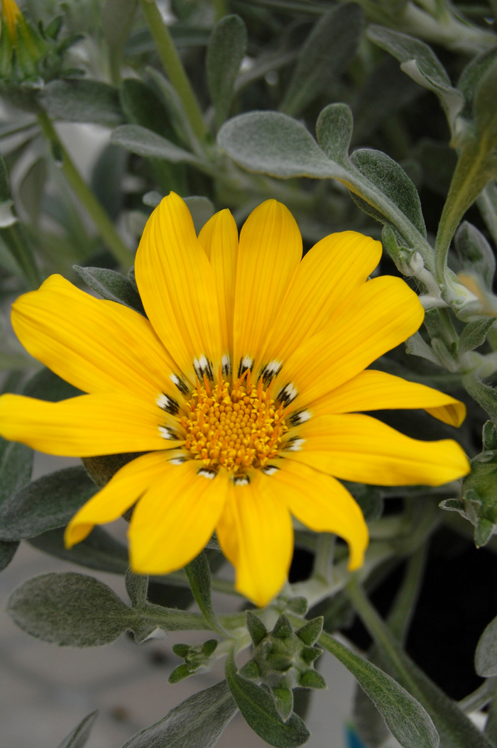  Blanket Flower - Gazania rigens from Sunshine Grower Nursery
