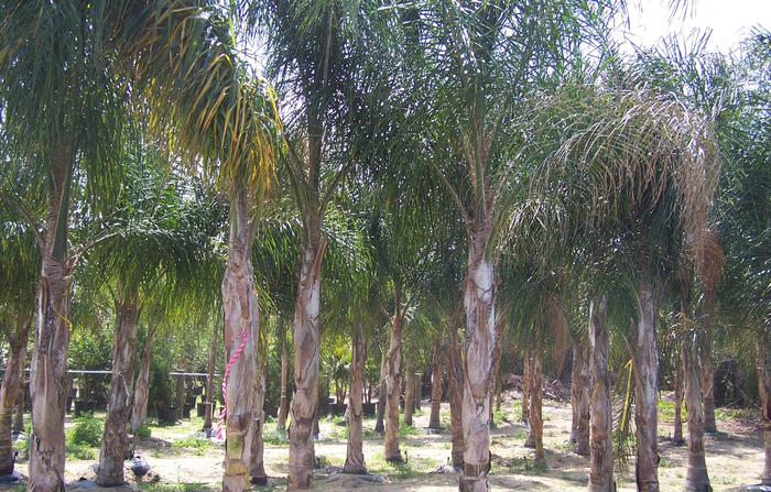 Queen Palm - Arecastrum romanzoffianum from Sunshine Grower Nursery