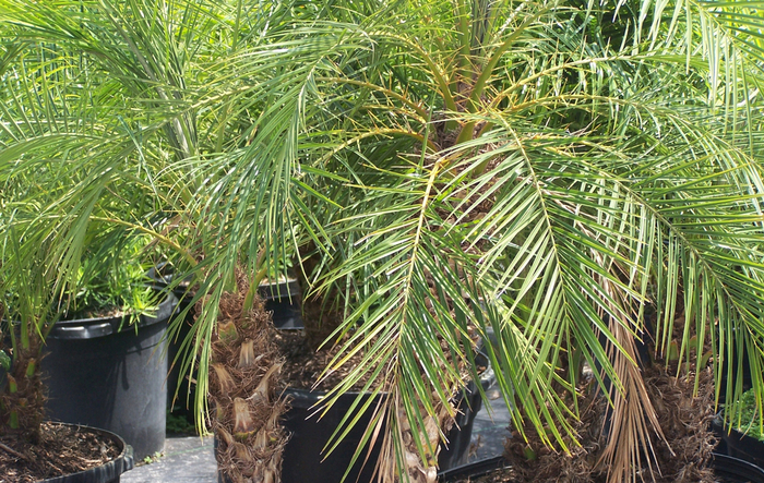 Pygmy Date Palm - Phoenix roebelenii from Sunshine Grower Nursery