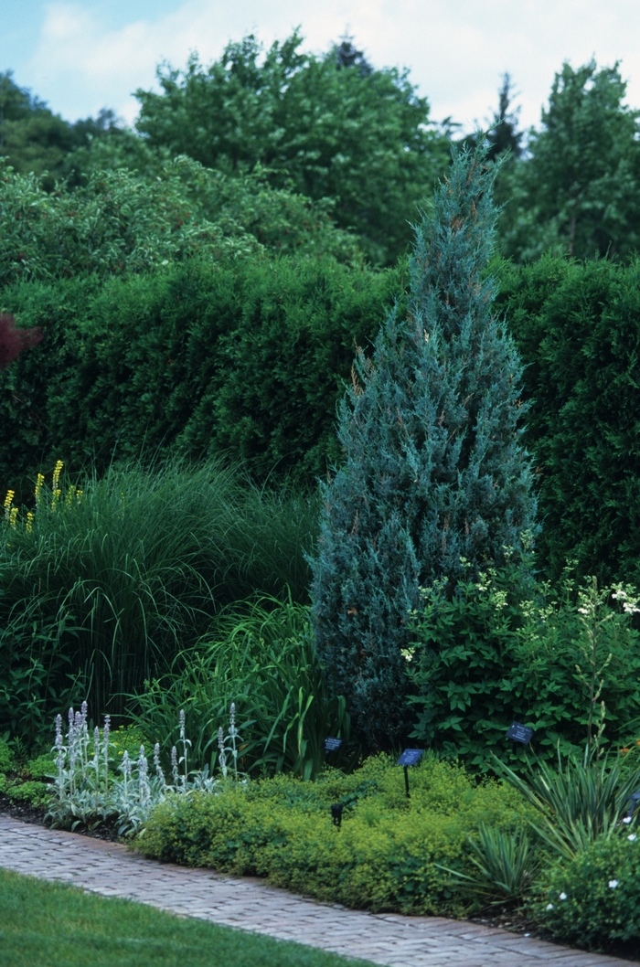 'Wichita Blue' Juniper - Juniperus scopulorum from Sunshine Grower Nursery