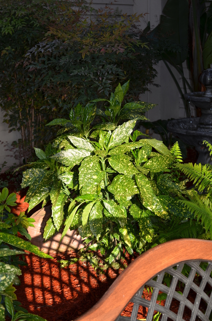 'Gold Dust' Gold Dust Aucuba - Aucuba japonica from Sunshine Grower Nursery