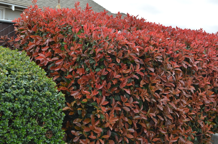 Red Tip Photinia - Photinia Fraseri from Sunshine Grower Nursery