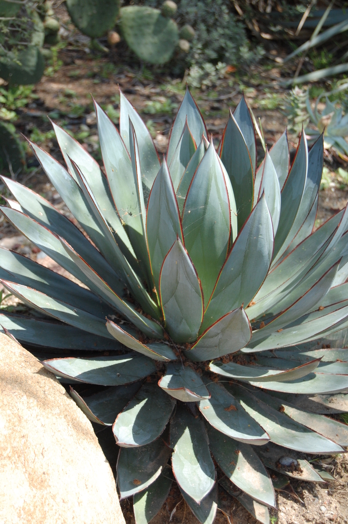 'Blue Glow' Century Plant - Agave from Sunshine Grower Nursery
