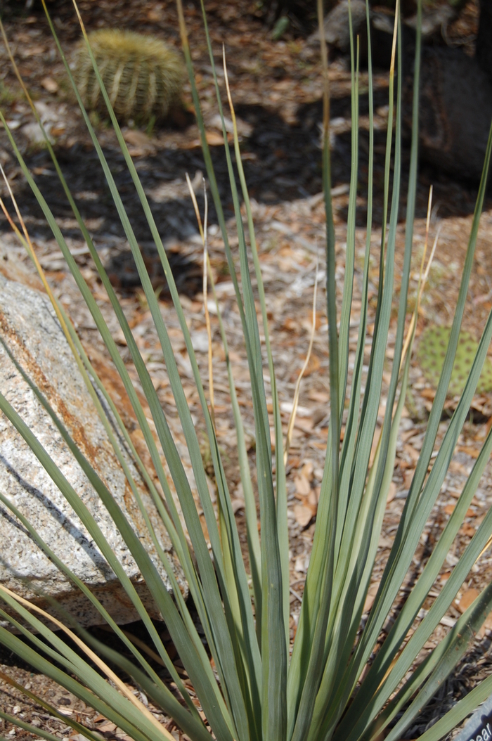 Nelson's Blue Bear Grass - Nolina nelsonii from Sunshine Grower Nursery