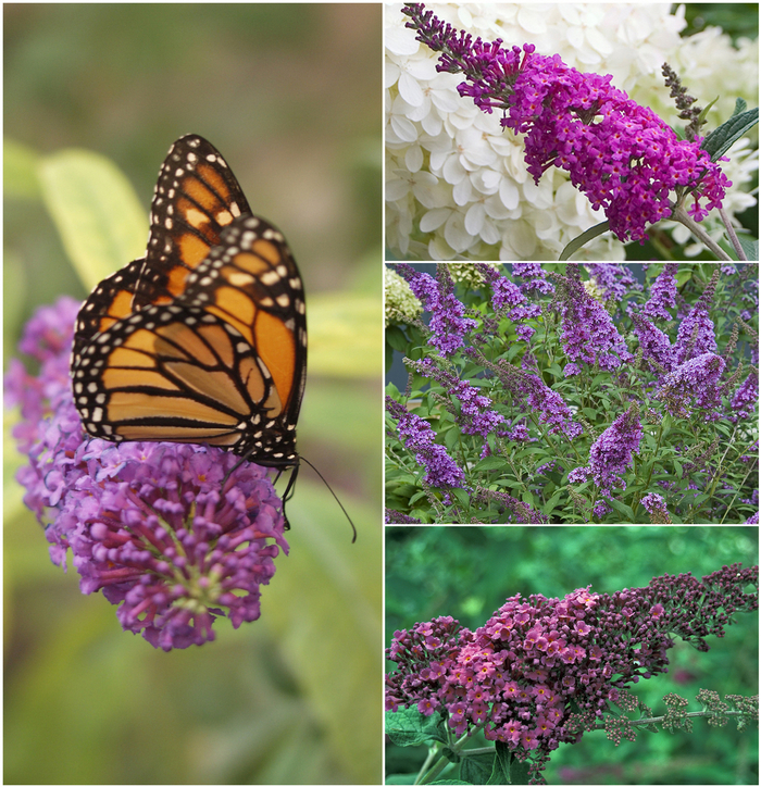 'Multiple Varieties' Assorted, Butterfly Bush - Buddleia from Sunshine Grower Nursery