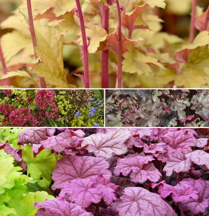 Assorted Coral Bells - Heuchera from Sunshine Grower Nursery