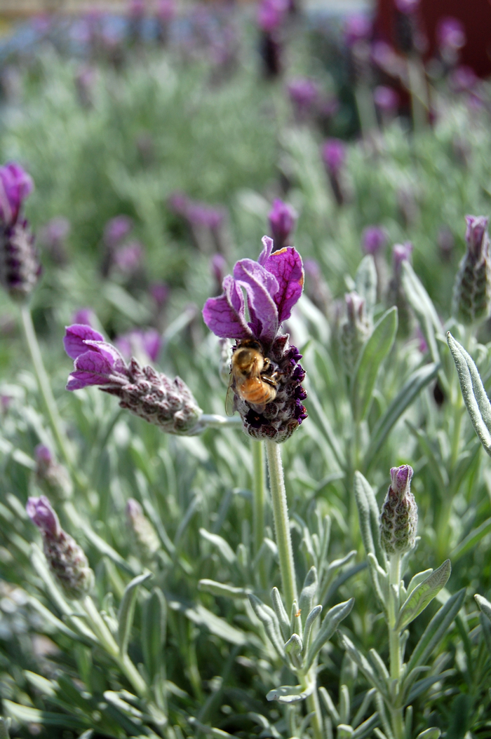 Spanish Lavender - Lavandula stoechas from Sunshine Grower Nursery