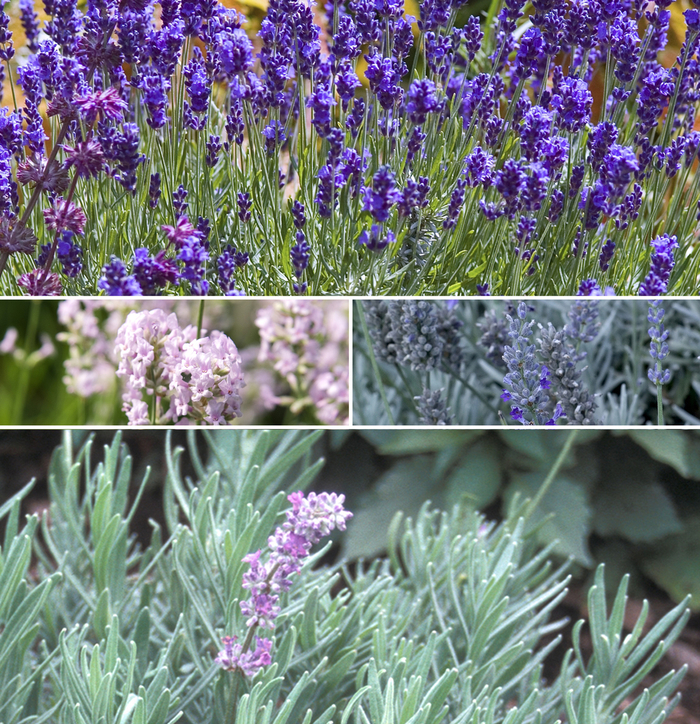'Multiple Varieties' Lavender - Lavandula from Sunshine Grower Nursery