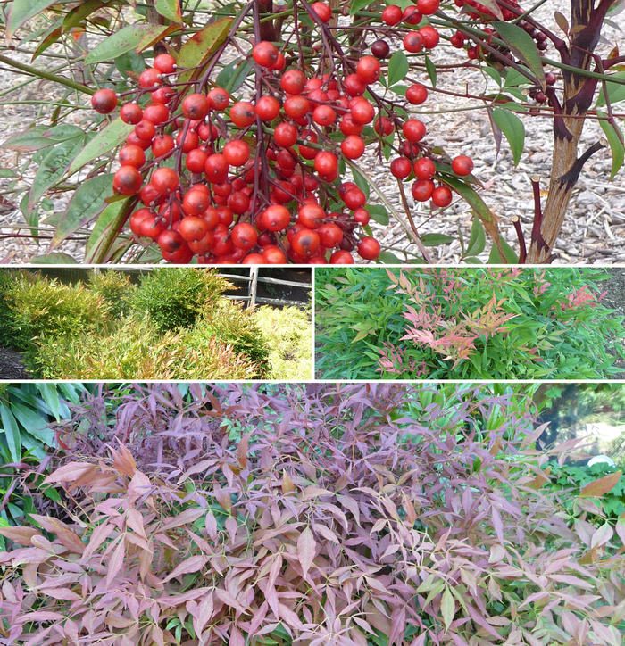 'Multiple Varieties' - Nandina from Sunshine Grower Nursery