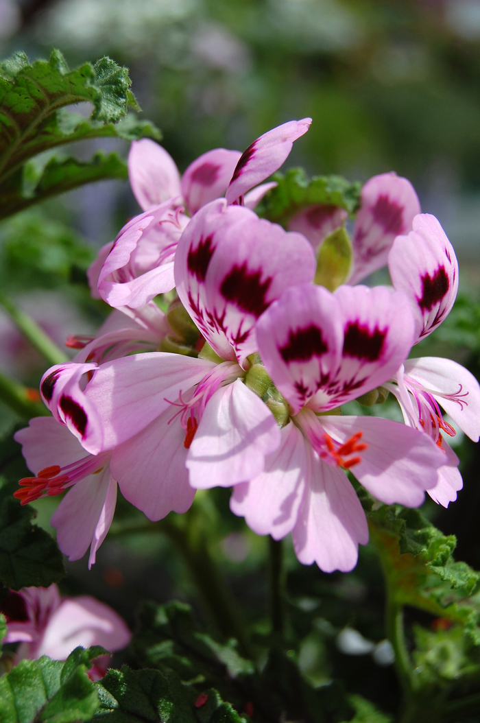 'Martha Washington' Geranium - Pelargonium from Sunshine Grower Nursery