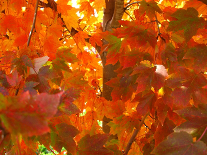 'October Glory' Red Maple - Acer rubrum from Sunshine Grower Nursery
