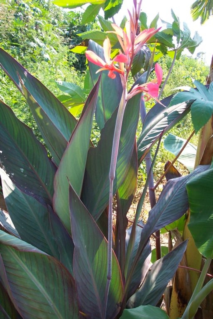 'Bird of Paradise' Canna Lily - Canna x generalis from Sunshine Grower Nursery