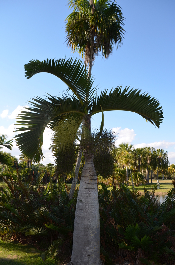 Bottle Palm - Hyophorbe lagenicaulis from Sunshine Grower Nursery