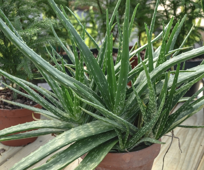 Aloe vera - Aloe barbadensis from Sunshine Grower Nursery