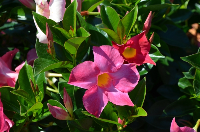 Pink - Dipladenia from Sunshine Grower Nursery