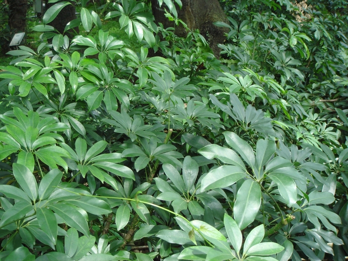 'Multiple Varieties' Umbrella Plant - Schefflera arboricola from Sunshine Grower Nursery