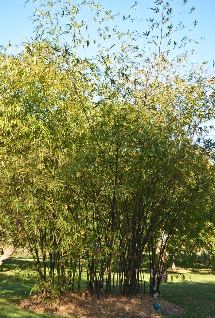'Golden Bamboo' Bamboo - Bambusa vulgaris from Sunshine Grower Nursery