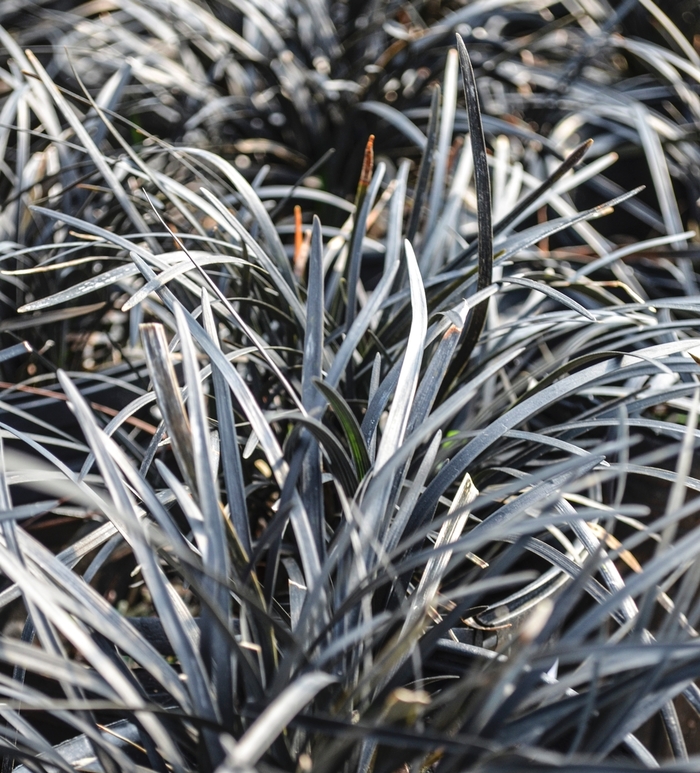 'Nigrescens' Black Mondo Grass - Ophiopogon planiscapus from Sunshine Grower Nursery