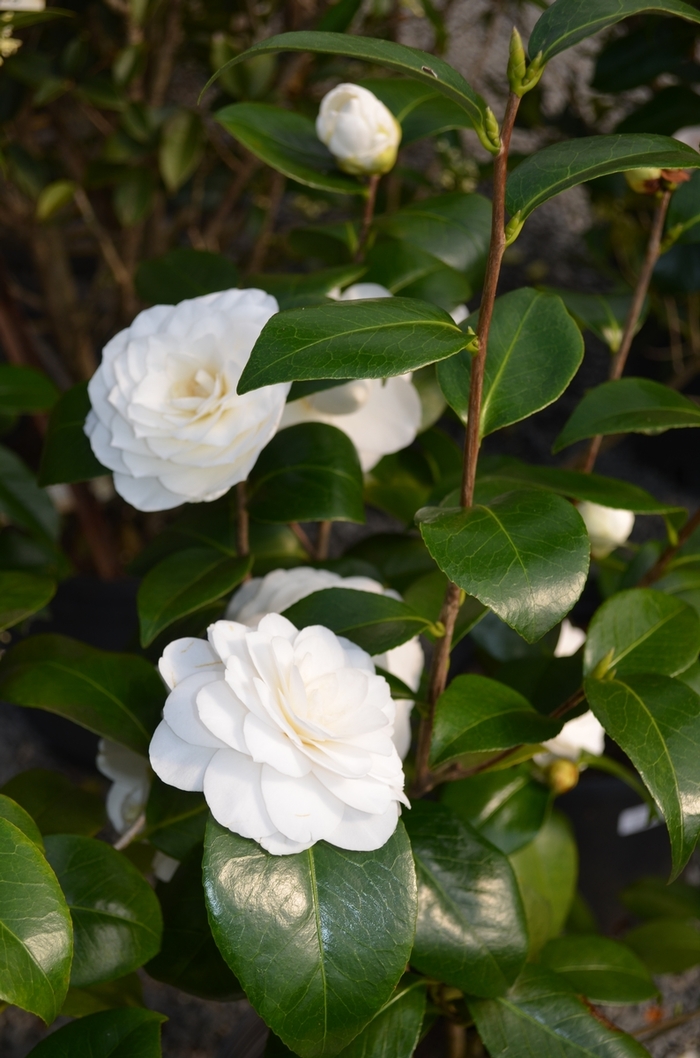 Camellia - Camellia japonica from Sunshine Grower Nursery