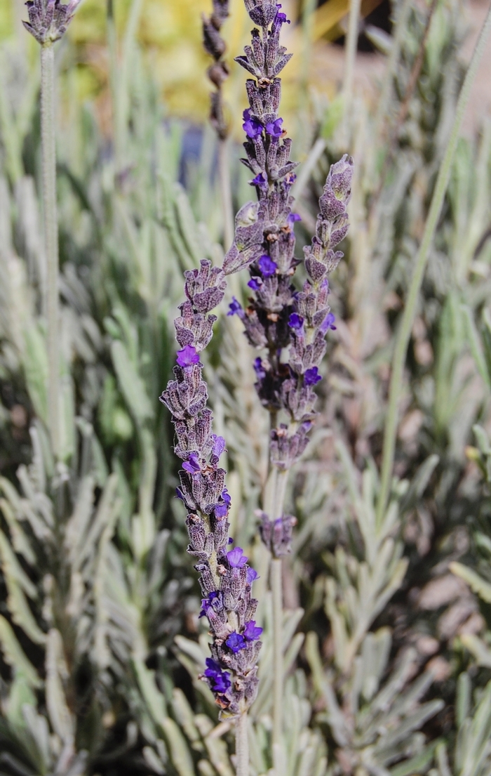 'Goodwin Creek Grey' French Lavender - Lavandula from Sunshine Grower Nursery