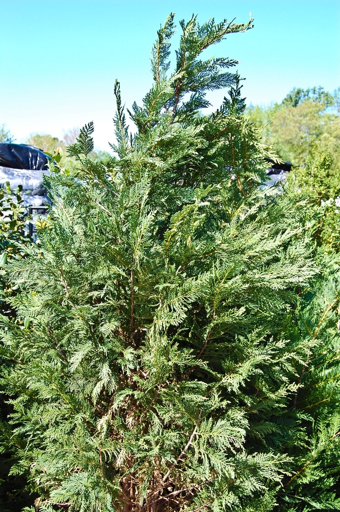 Leyland Cypress - Cupressocyparis leylandii from Sunshine Grower Nursery
