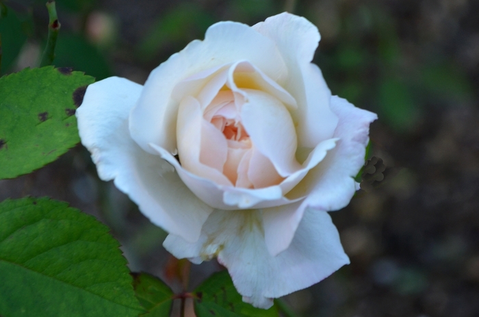 Floribunda Rose - Rosa from Sunshine Grower Nursery