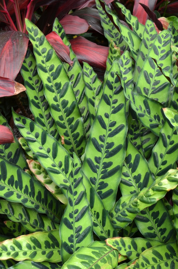 Rattlesnake Plant - Calathea lancifolia from Sunshine Grower Nursery