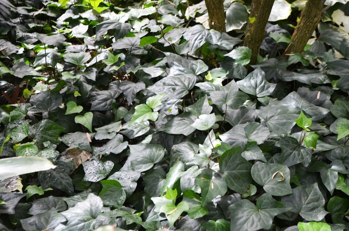 Algerian Ivy - Hedera caneriensis from Sunshine Grower Nursery