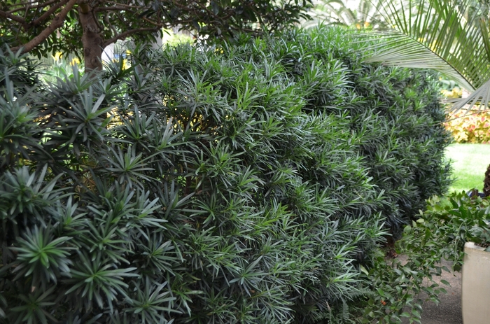 'Maki' Chinese Shrub Yew - Podocarpus macrophyllus from Sunshine Grower Nursery