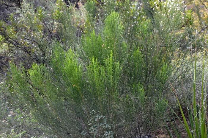 Hop-bush - Dodonaea viscosa from Sunshine Grower Nursery