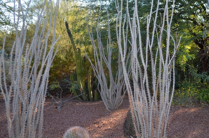 Ocotillo - Fouquieria splendens from Sunshine Grower Nursery