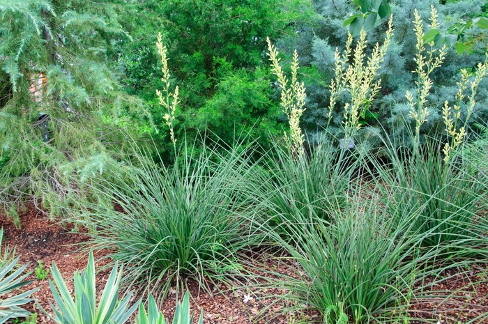 'Yellow' Yellow Yucca - Hesperaloe parviflora from Sunshine Grower Nursery