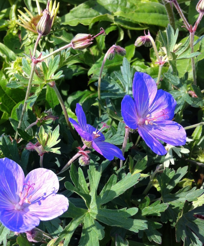 'Johnson's Blue' Cranesbill - Geranium from Sunshine Grower Nursery