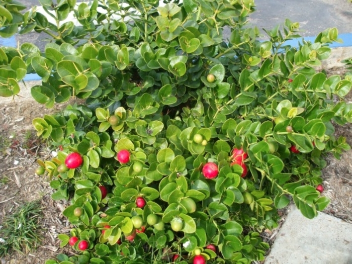 Natal plum - Carissa macrocarpa from Sunshine Grower Nursery