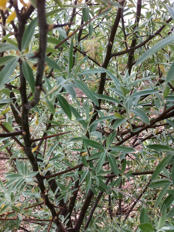 Russian Olive - Elaeagnus angustifolia from Sunshine Grower Nursery