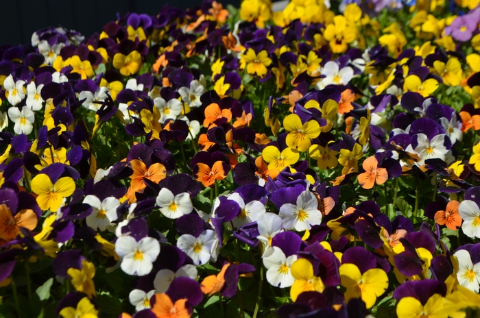 Violets 'Jump-up Mix' - Viola cornuta from Sunshine Grower Nursery