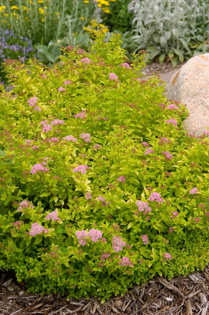 'Sundrop™' Spirea - Spiraea from Sunshine Grower Nursery