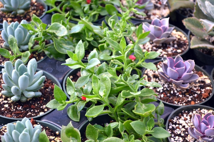 'Red Apple' Ice Plant - Aptenia cordifolia from Sunshine Grower Nursery