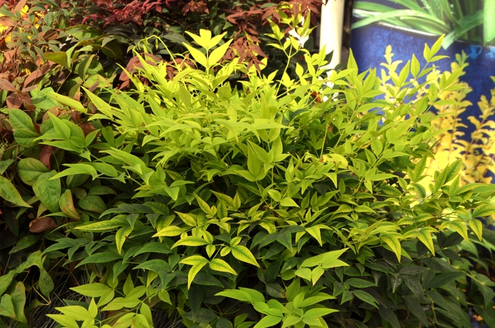 'Lemon Lime' Heavenly Bamboo - Nandina domestica from Sunshine Grower Nursery