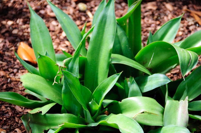 All Varieties - Mangave from Sunshine Grower Nursery